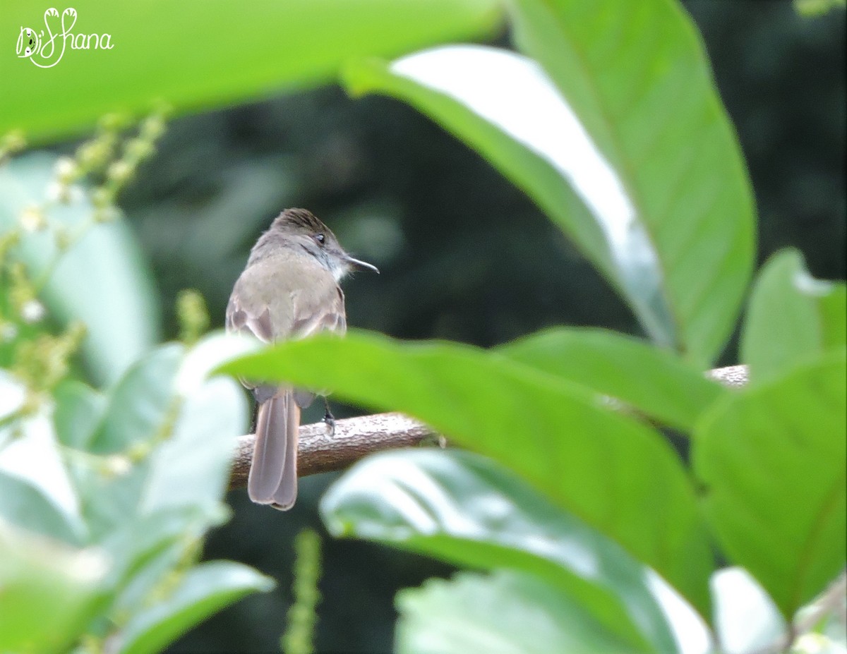 Dusky-capped Flycatcher - ML152002491