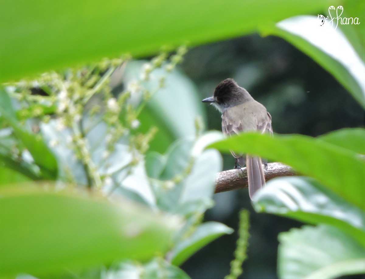 Dusky-capped Flycatcher - ML152002521