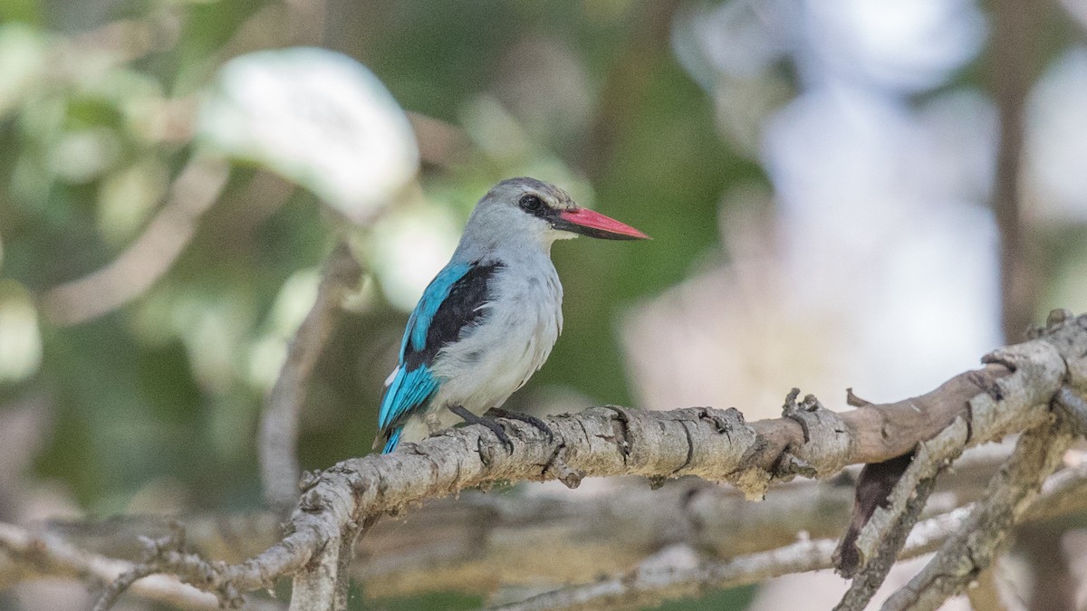 Woodland Kingfisher - ML152002771