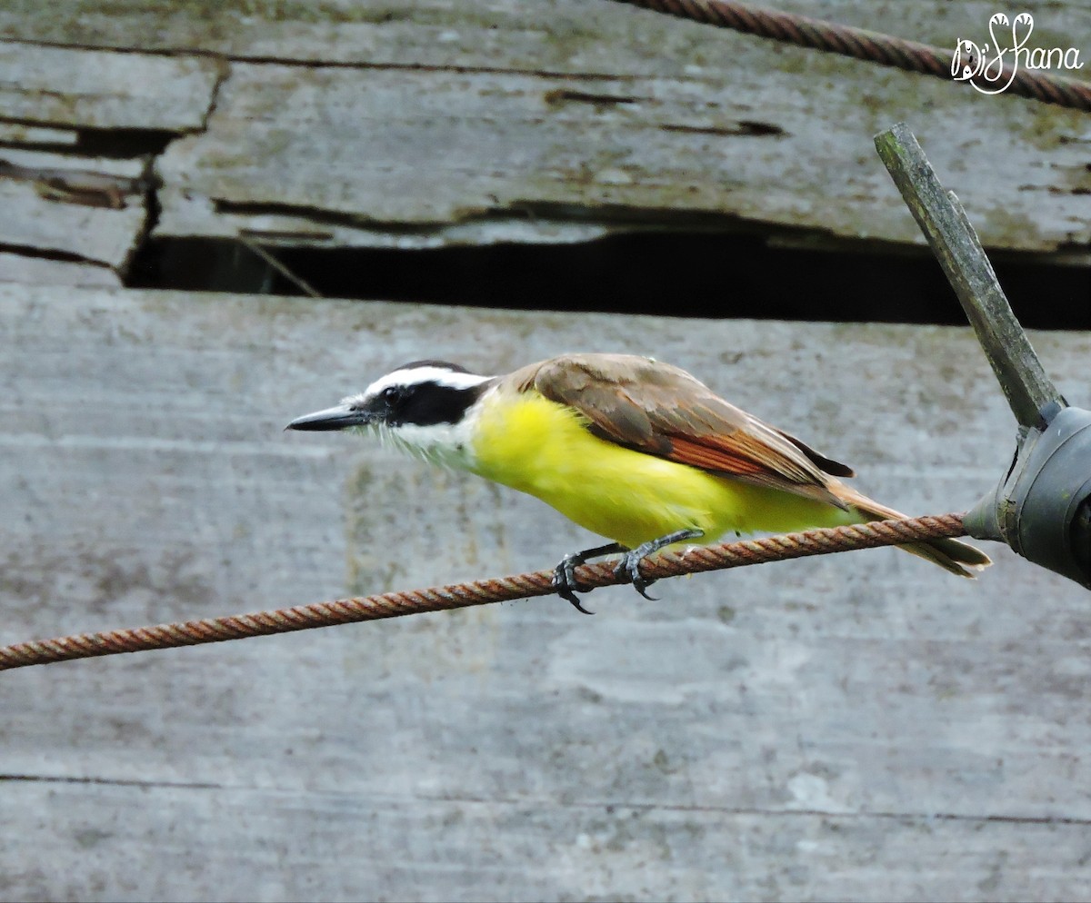 Great Kiskadee - ML152003201