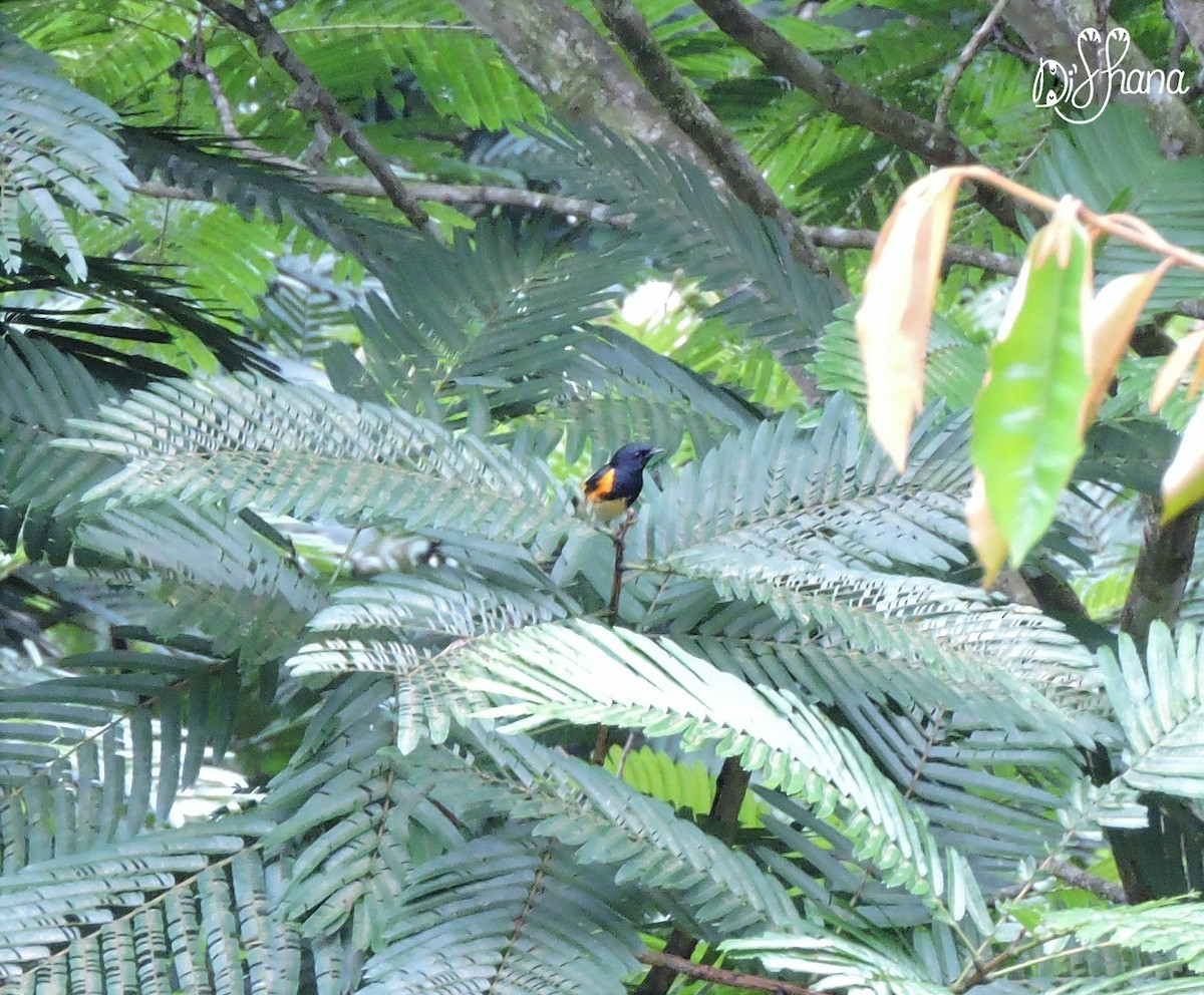 American Redstart - ML152003551