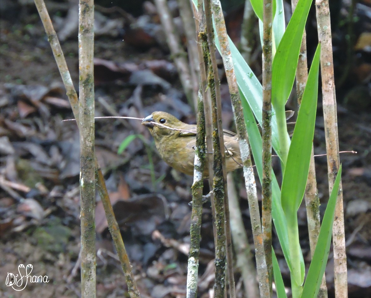 Variable Seedeater - ML152003761