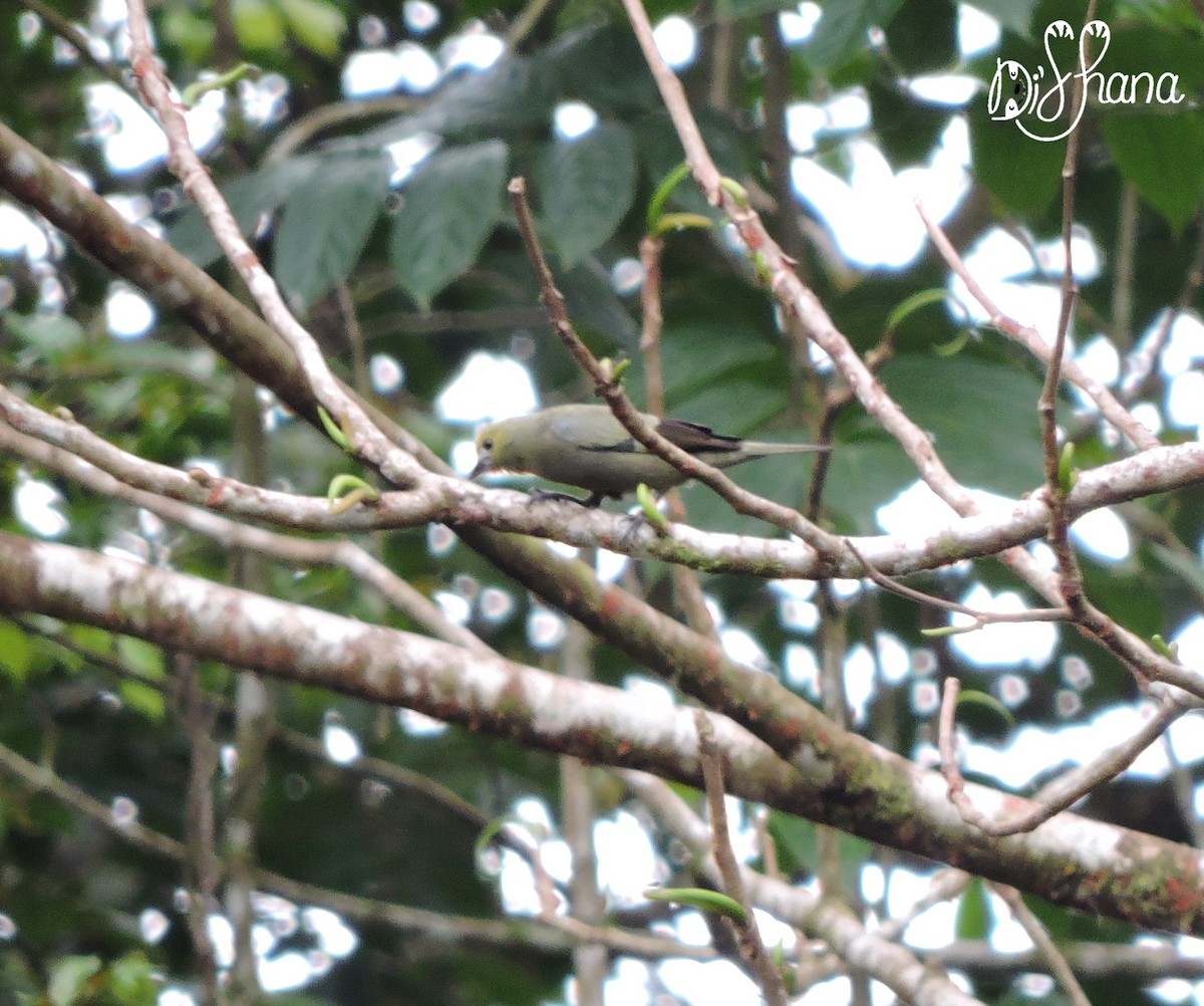 Palm Tanager - ML152003921