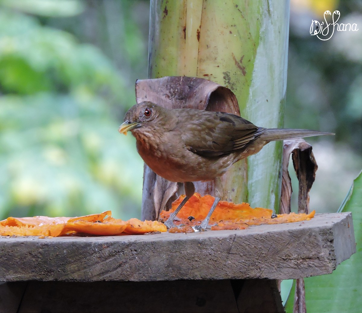 Clay-colored Thrush - ML152004001