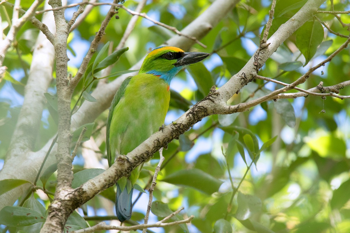 Yellow-crowned Barbet - ML152004301