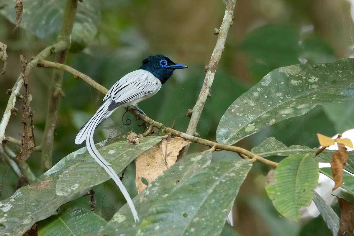 Blyth's Paradise-Flycatcher - Ayuwat Jearwattanakanok