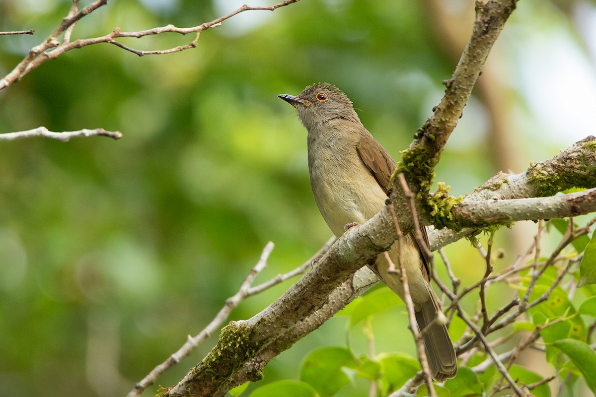 Spectacled Bulbul - ML152004861