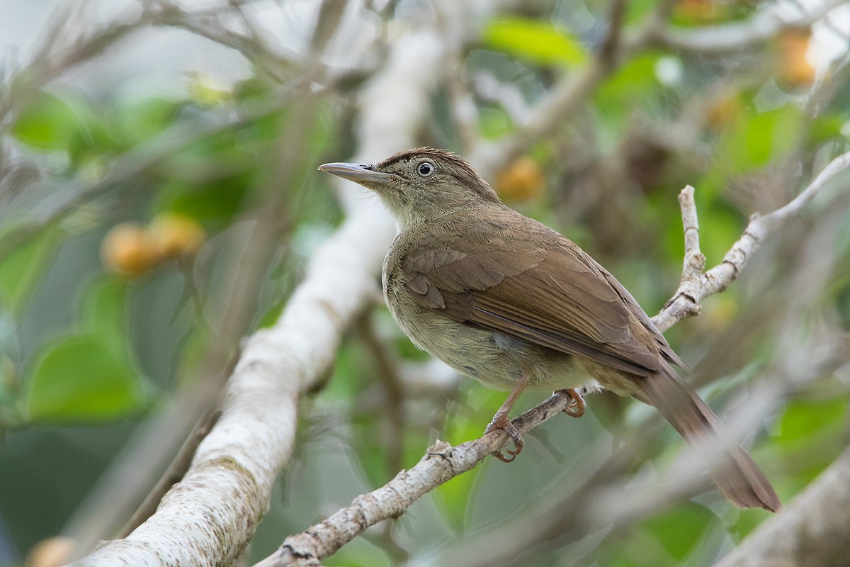 Buff-vented Bulbul - ML152004981