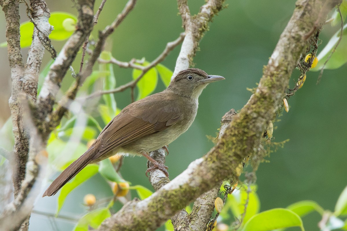 Buff-vented Bulbul - Ayuwat Jearwattanakanok