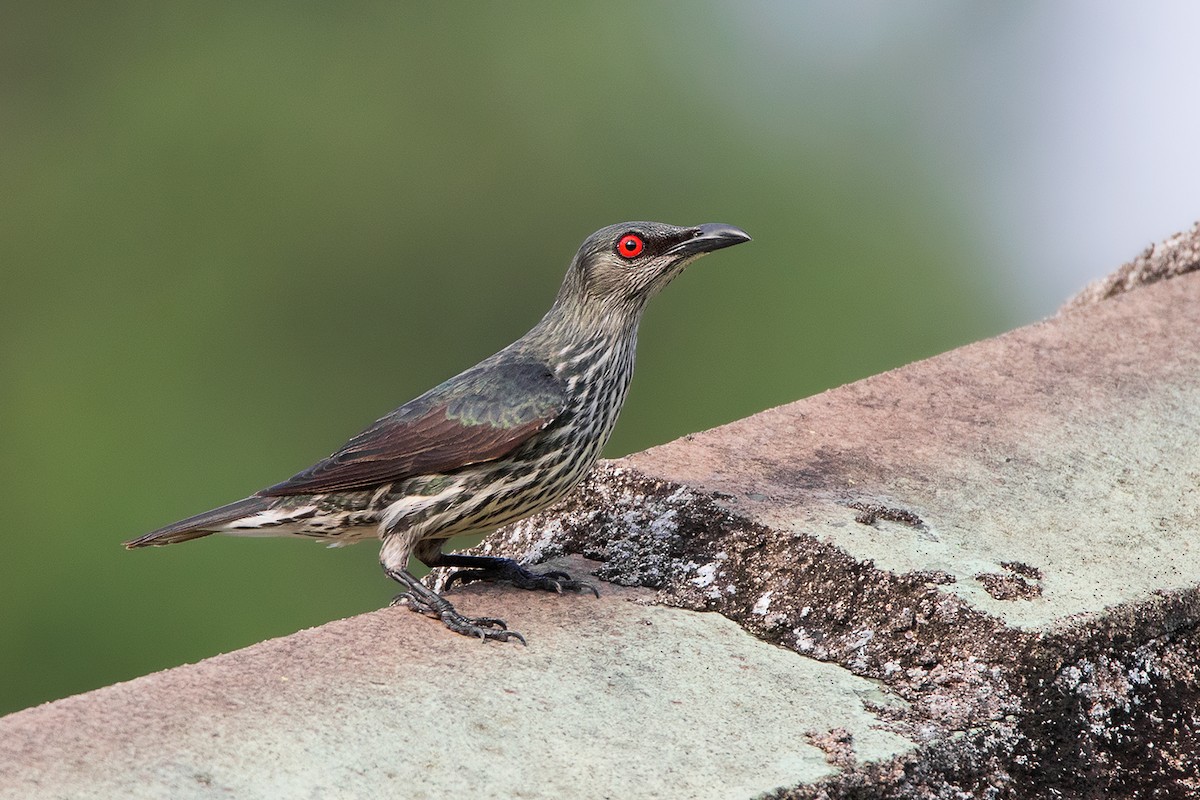 Asian Glossy Starling - ML152005121