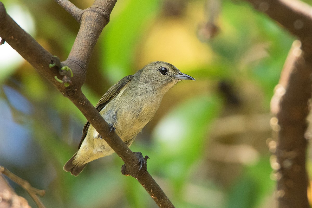 Plain Flowerpecker - Ayuwat Jearwattanakanok