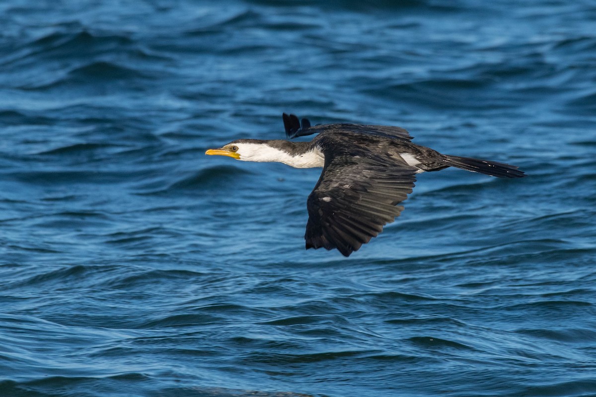 Little Pied Cormorant - ML152005721