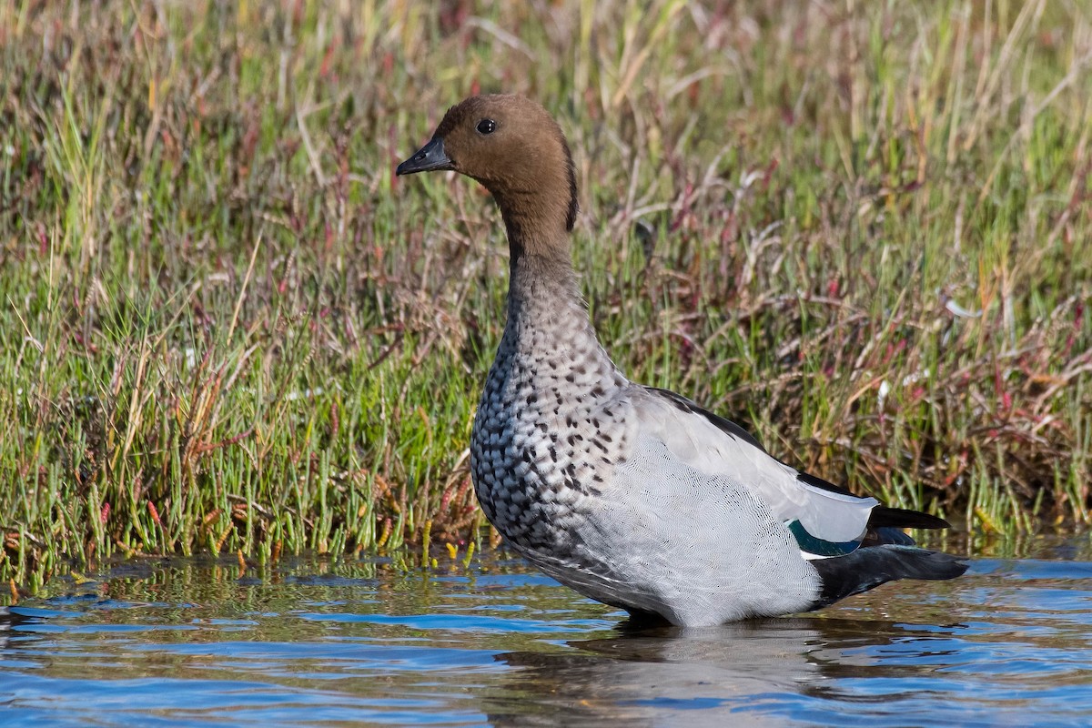 Maned Duck - Terence Alexander