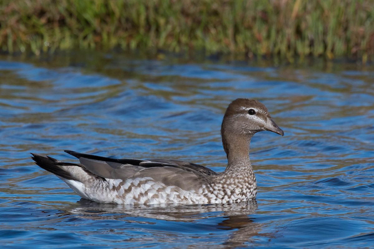 Maned Duck - Terence Alexander