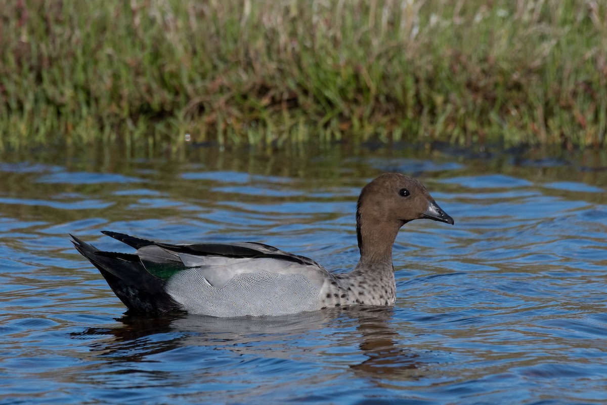 Maned Duck - ML152005841