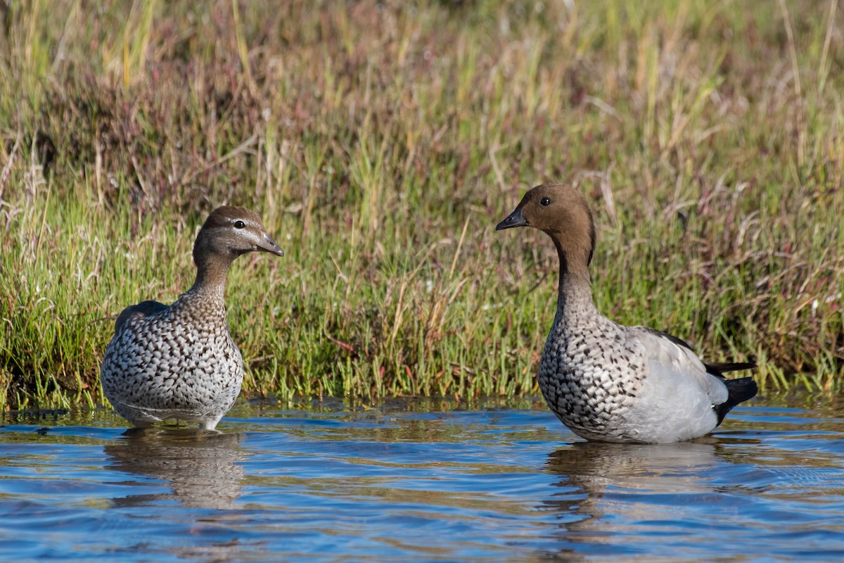 Maned Duck - Terence Alexander