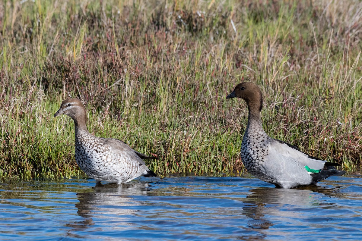 Maned Duck - Terence Alexander