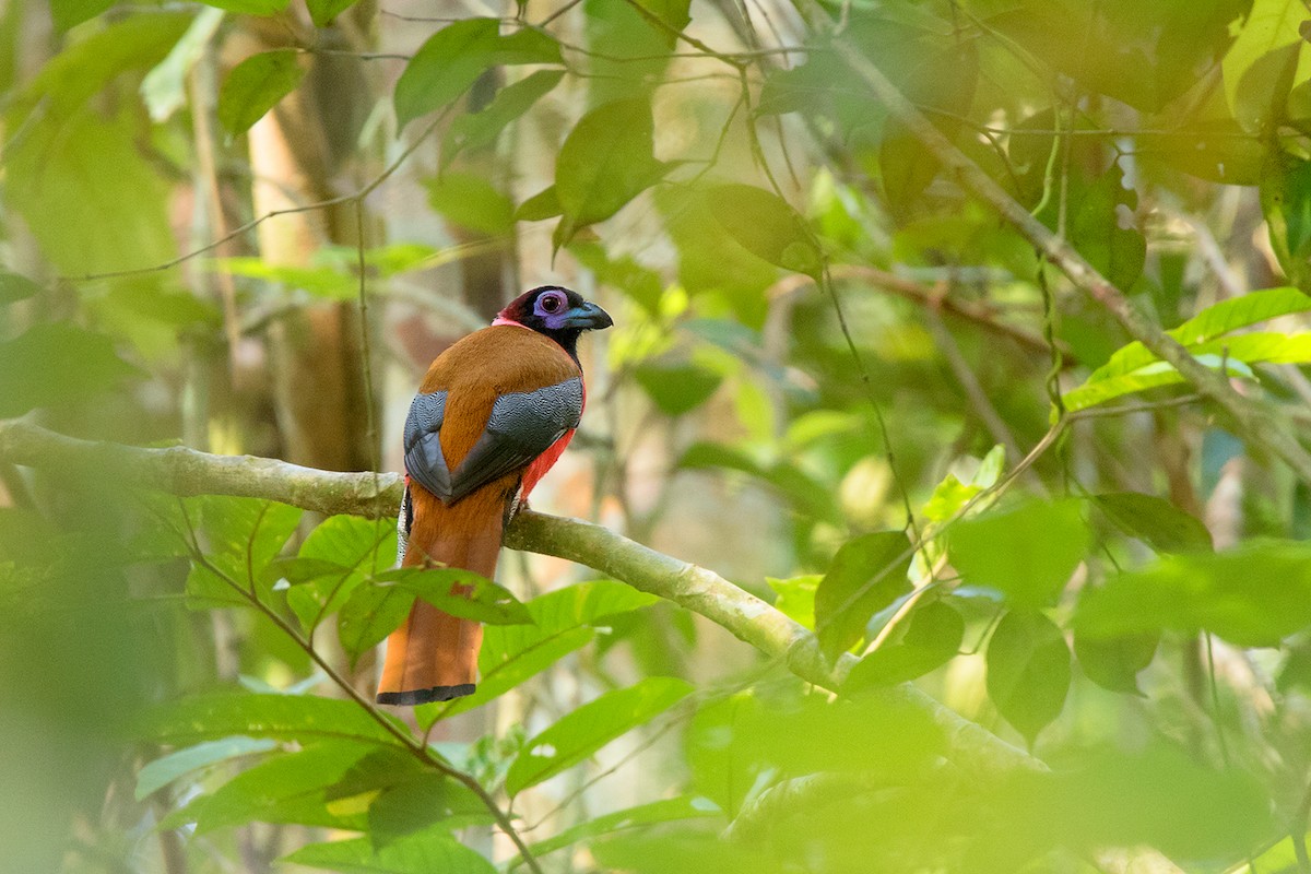 Diard's Trogon - Ayuwat Jearwattanakanok