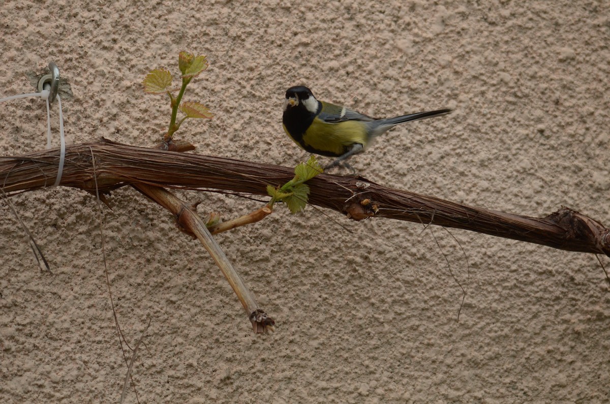 Great Tit - ML152006541