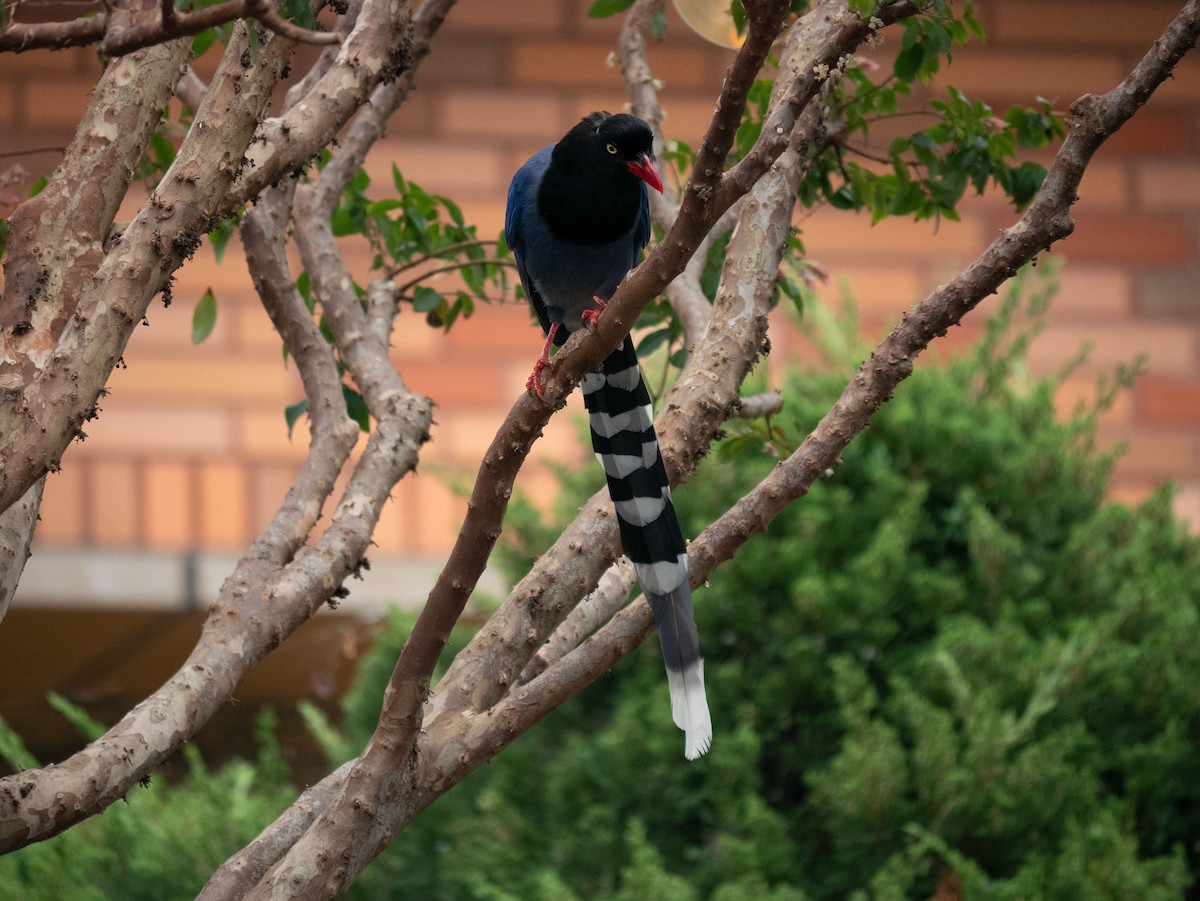 Taiwan Blue-Magpie - 美華 曾