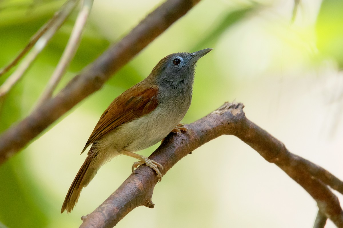 Chestnut-winged Babbler - Ayuwat Jearwattanakanok