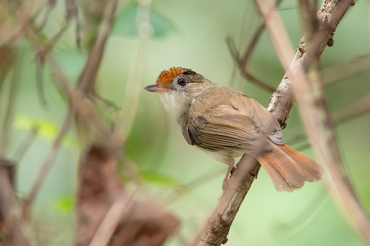 Scaly-crowned Babbler - Ayuwat Jearwattanakanok