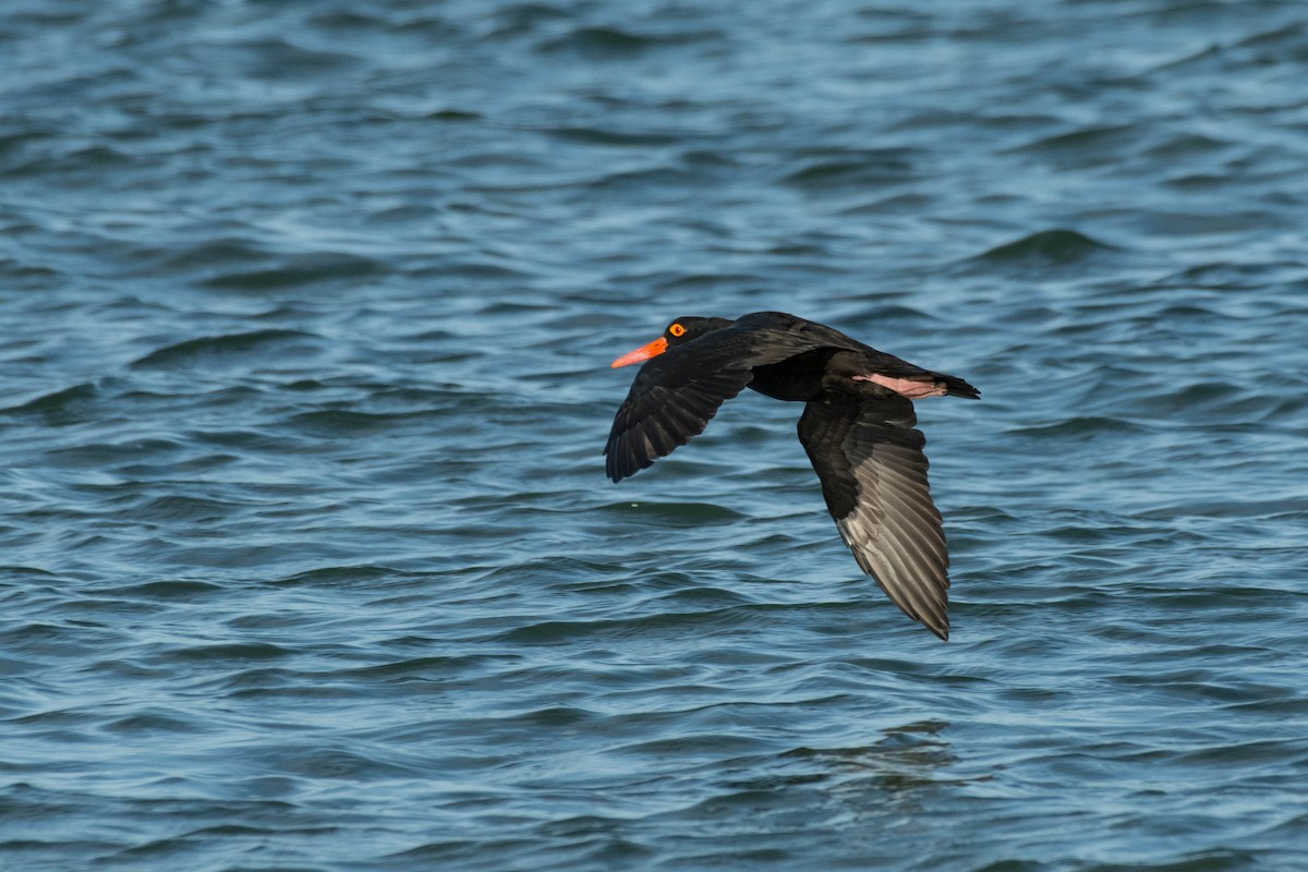 Sooty Oystercatcher - ML152006991