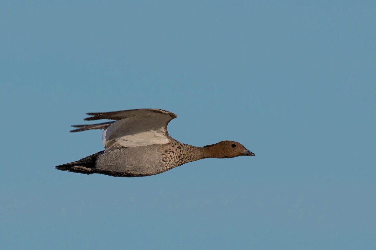 Maned Duck - ML152007641