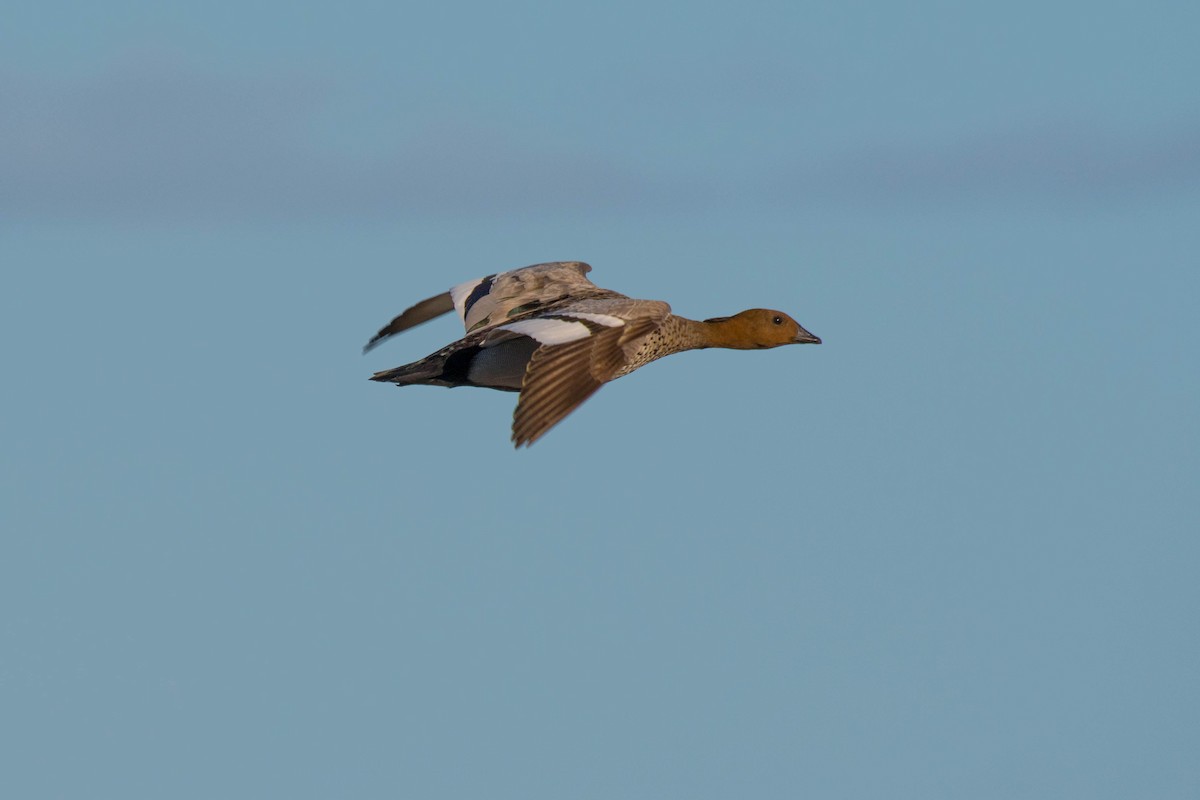 Maned Duck - ML152007671