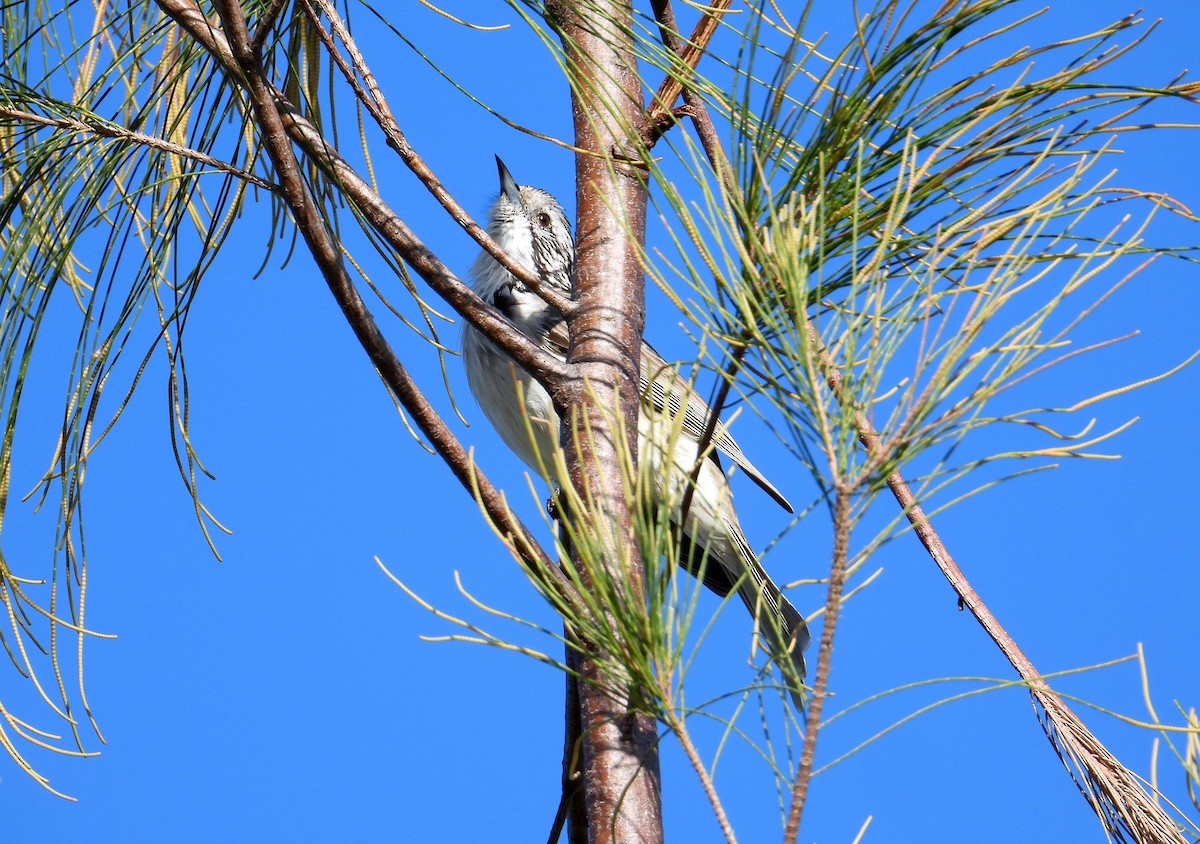 Striped Honeyeater - ML152007811