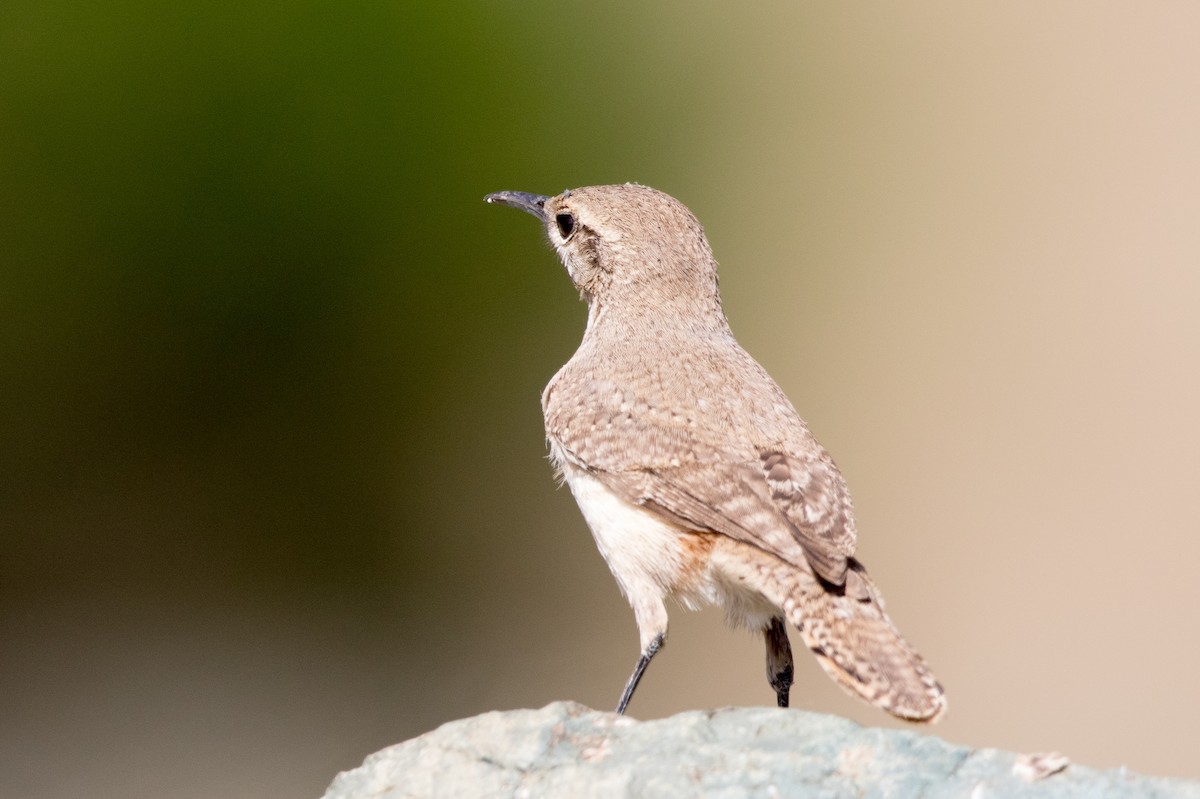 Rock Wren - ML152009221