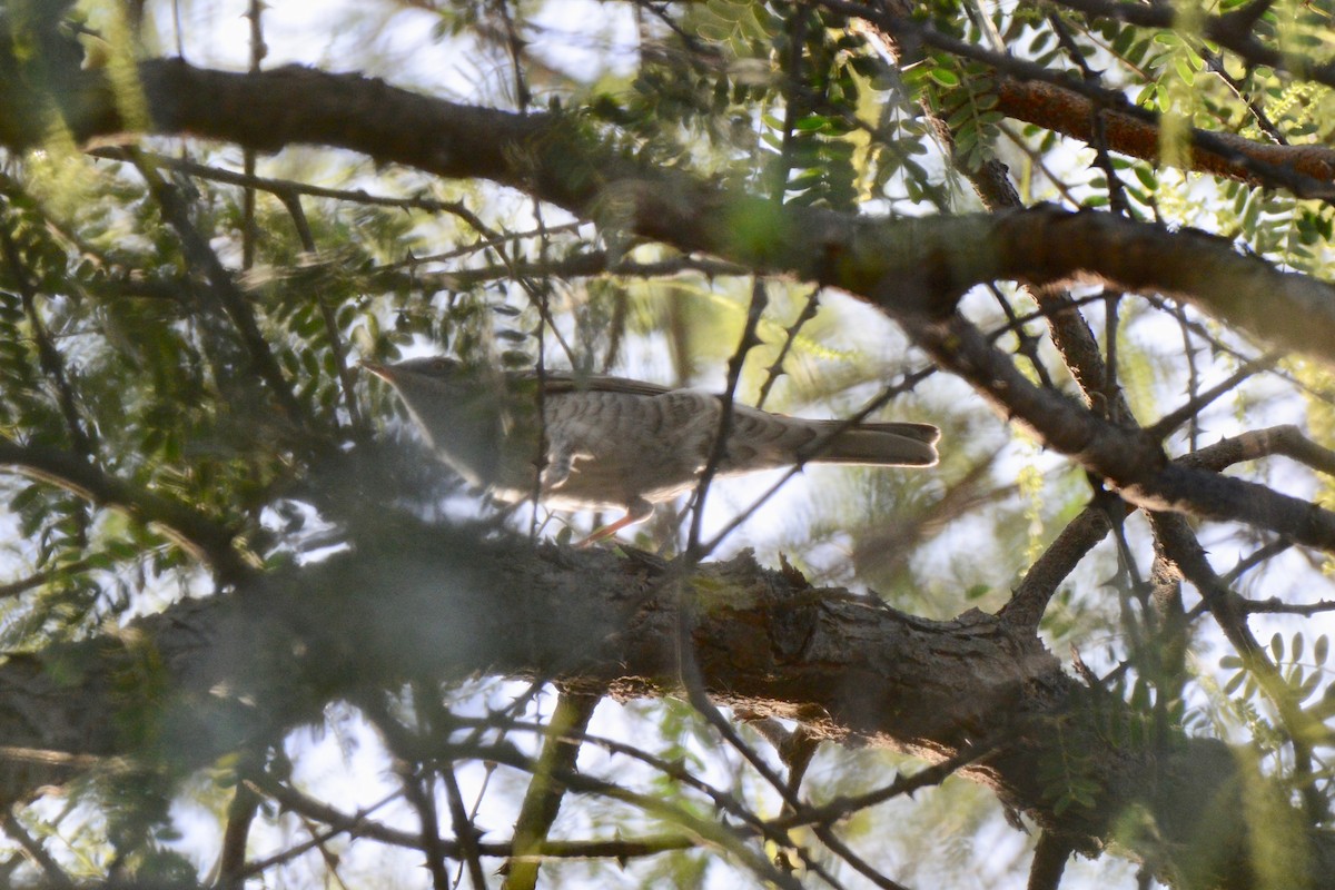 Barred Warbler - ML152009911