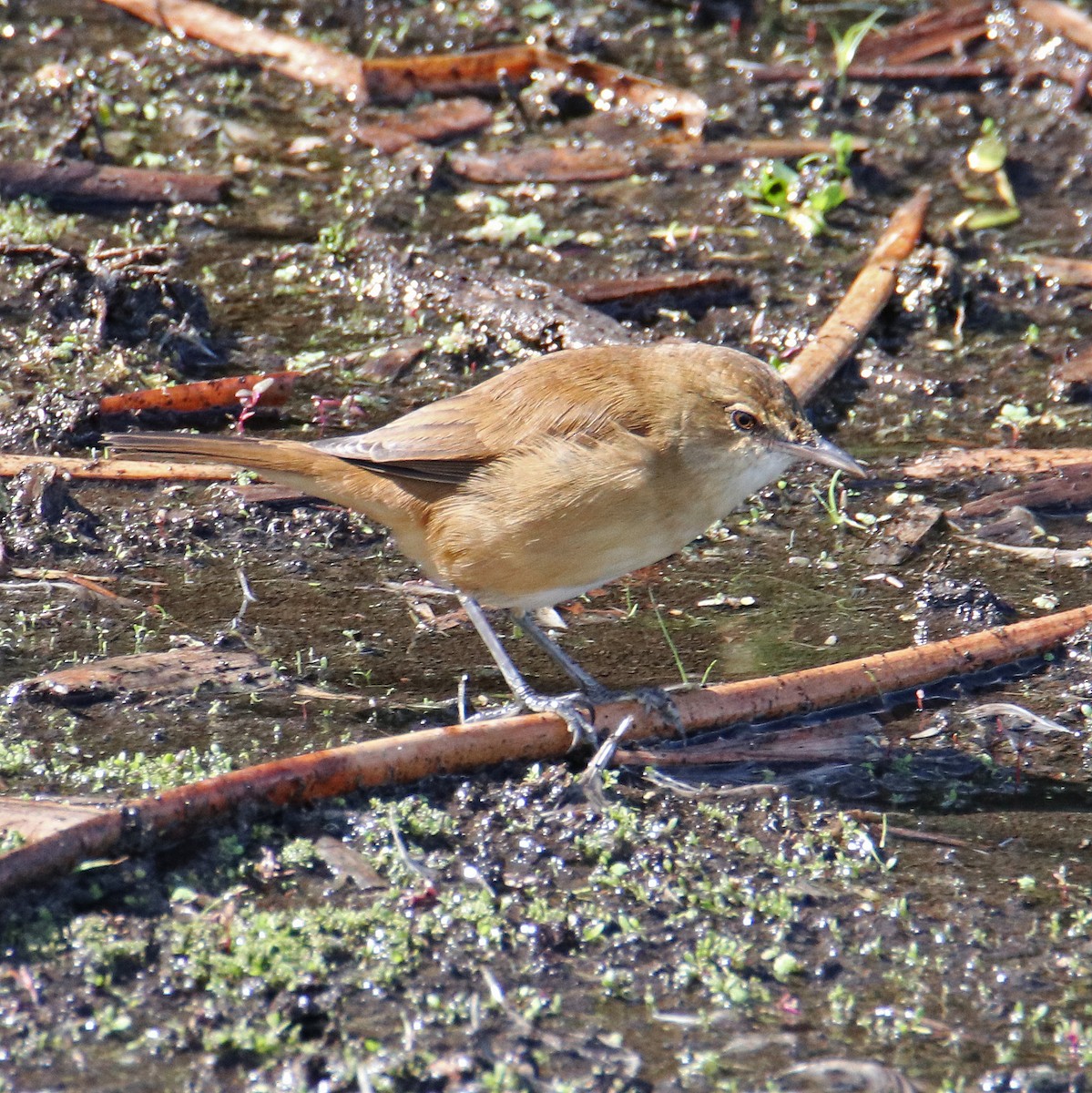 Australian Reed Warbler - ML152010321