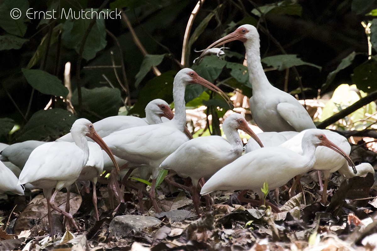 ibis bílý - ML152011241