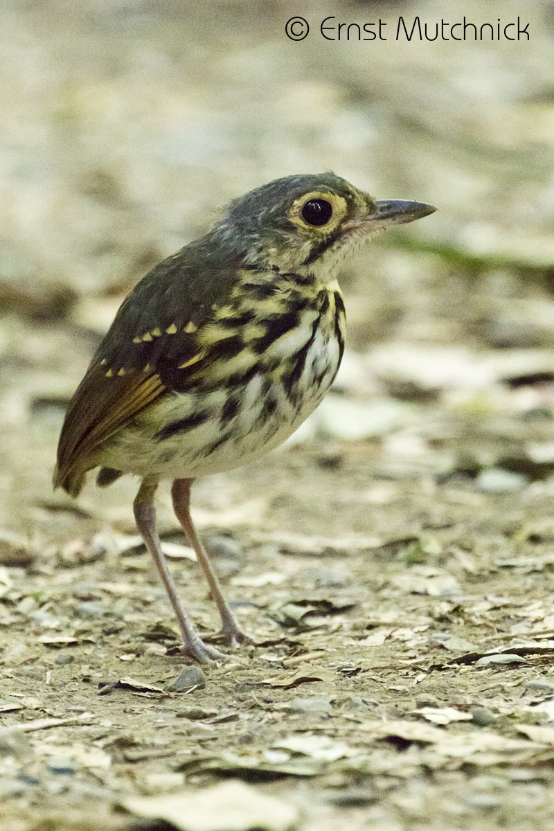 Streak-chested Antpitta - ML152011731