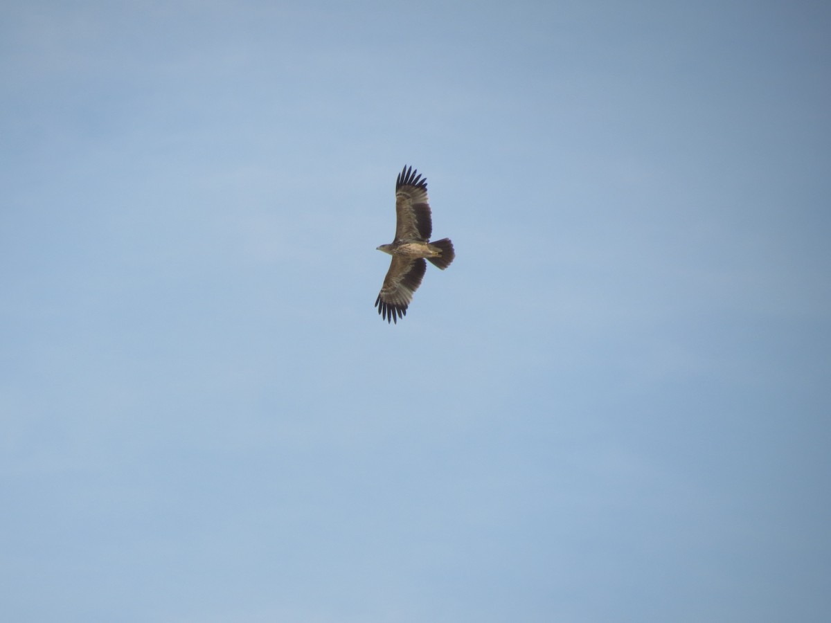 Águila Imperial Oriental - ML152012341