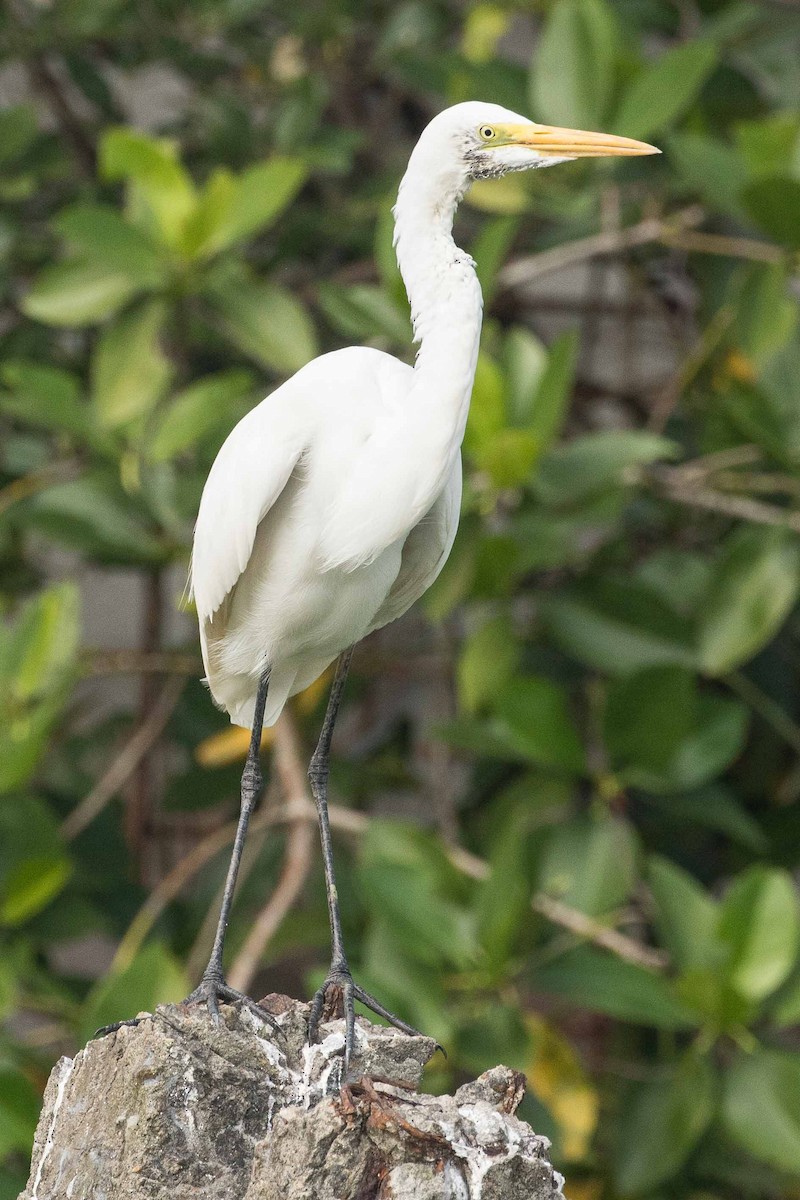 Grande Aigrette - ML152012461