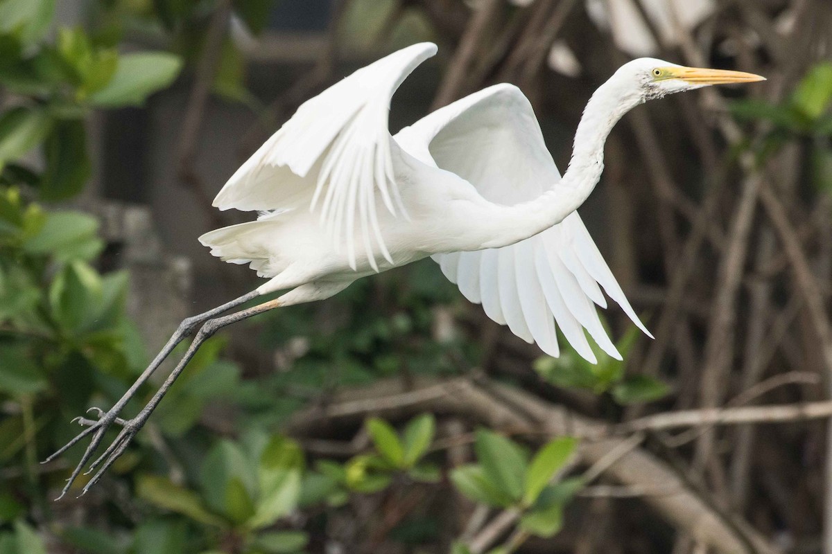 Grande Aigrette - ML152012471