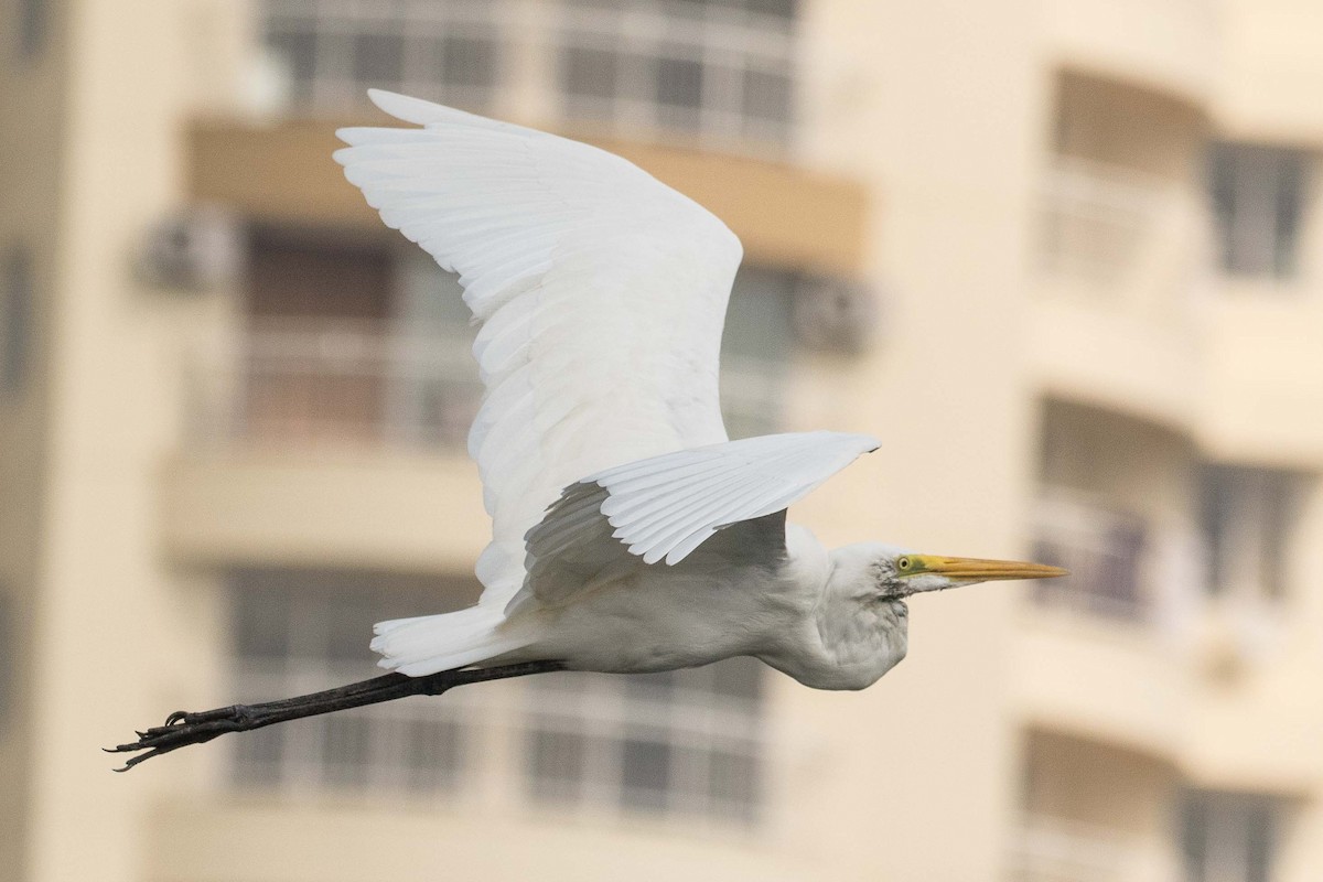 Great Egret - ML152012521