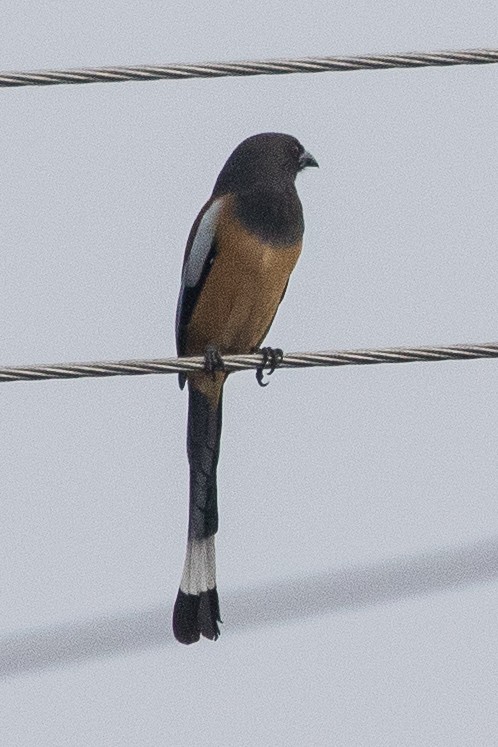 Rufous Treepie - ML152012571