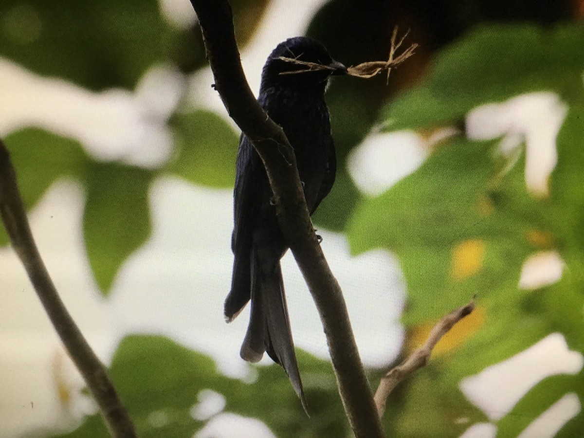 Bronzed Drongo - ML152013071