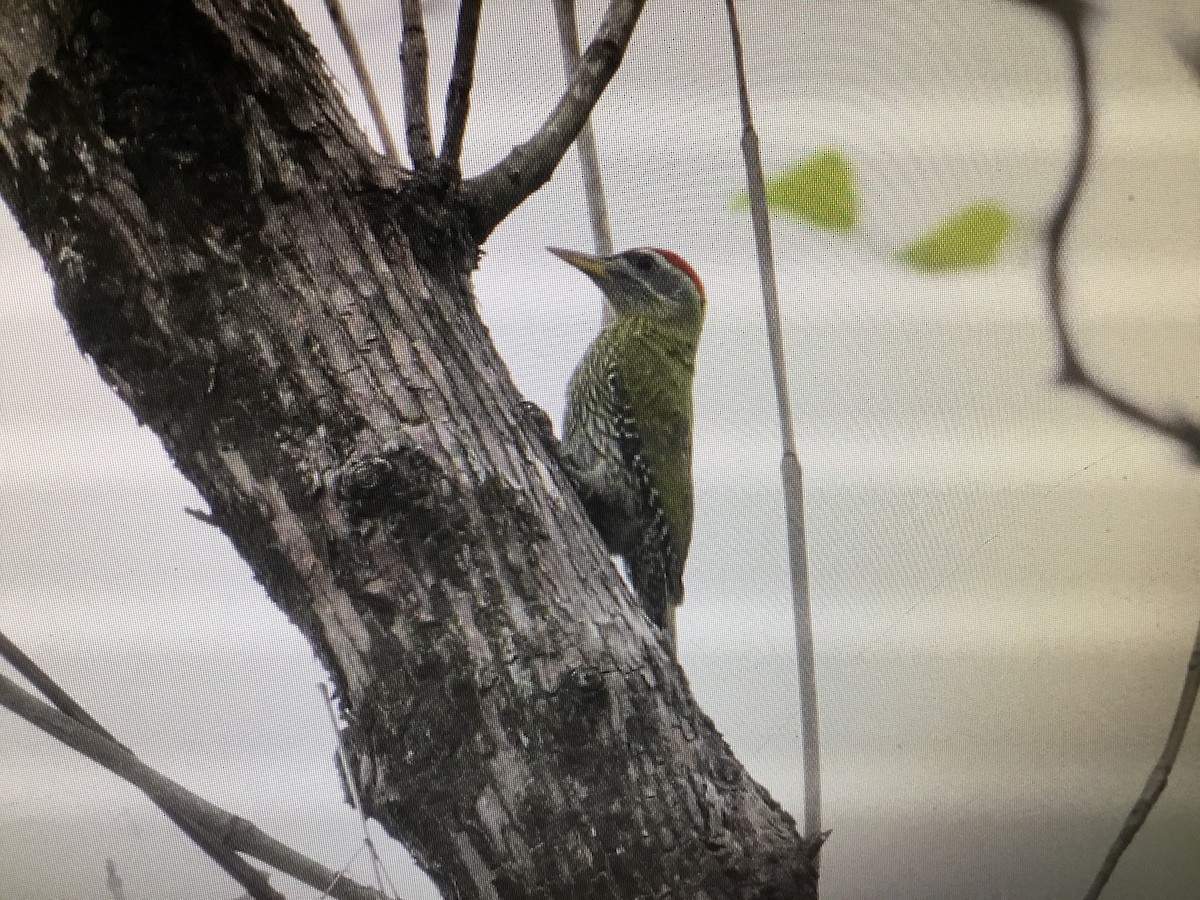 Streak-throated Woodpecker - ML152013131