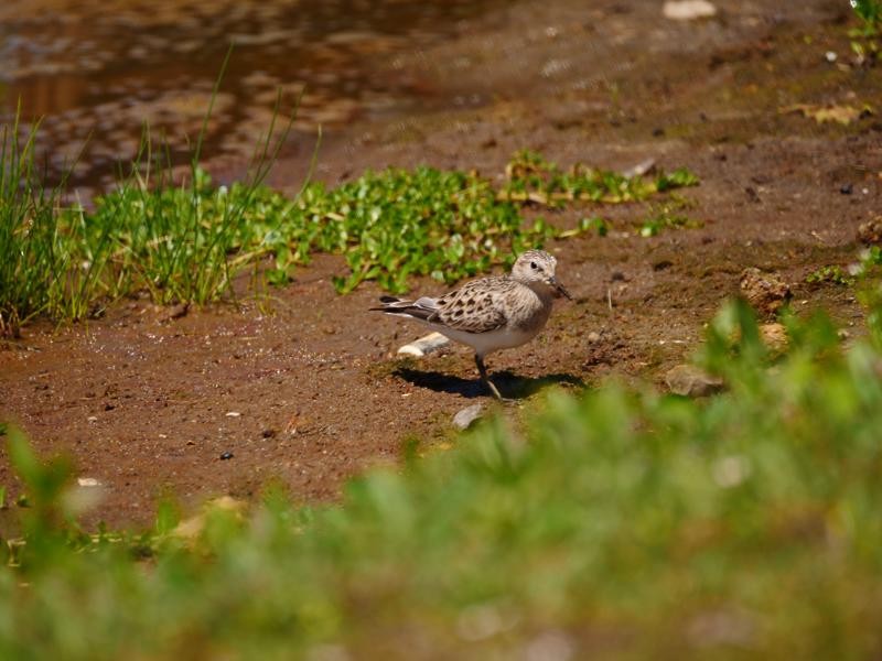 Baird's Sandpiper - ML152013231