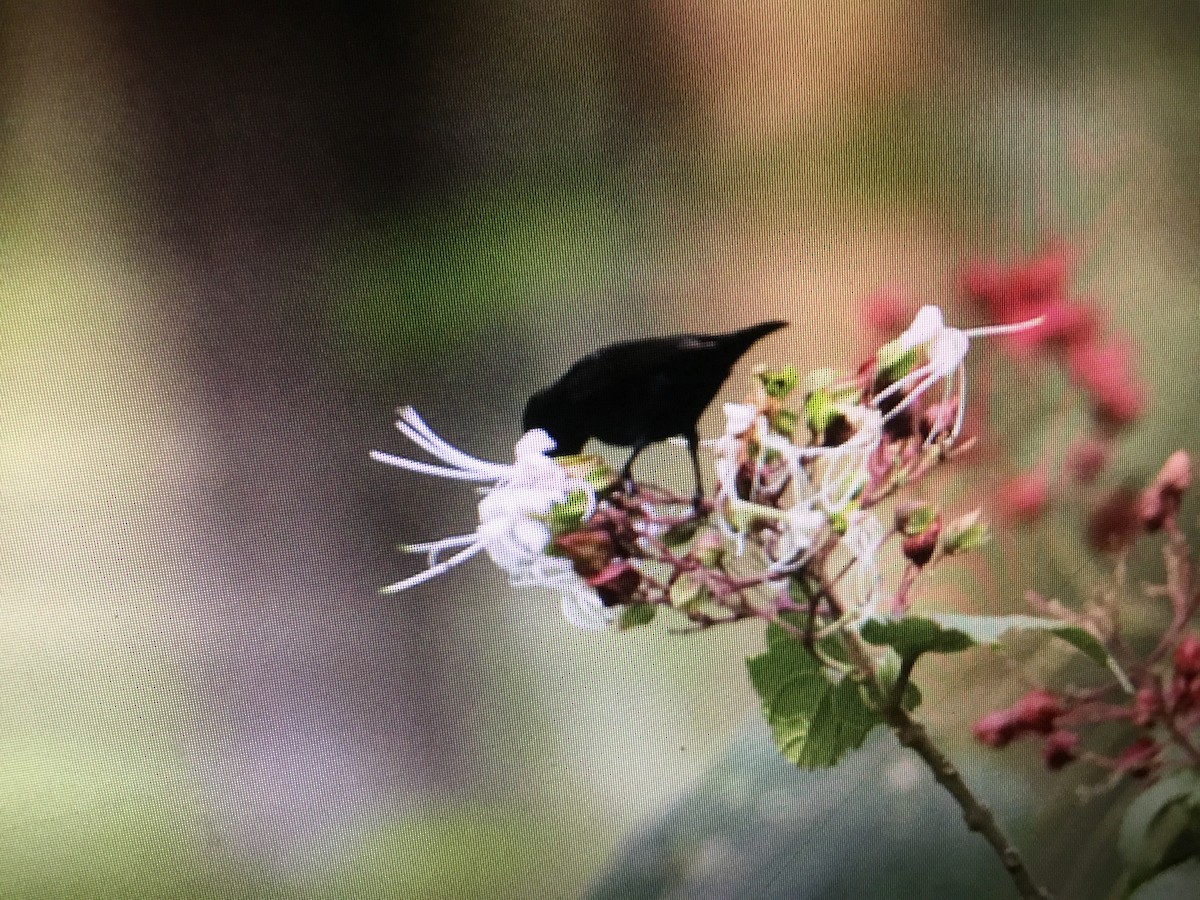 Purple Sunbird - ML152013381