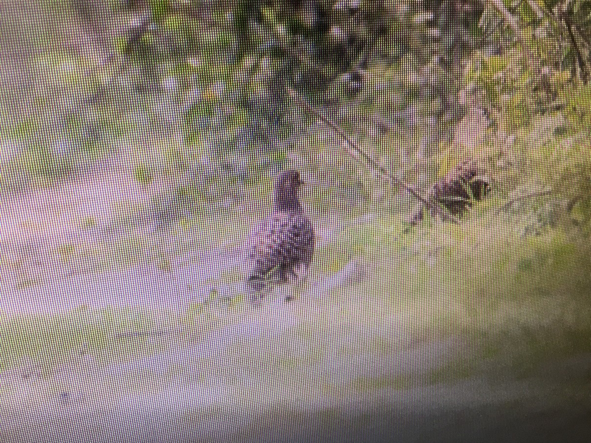 Francolin gris - ML152013461