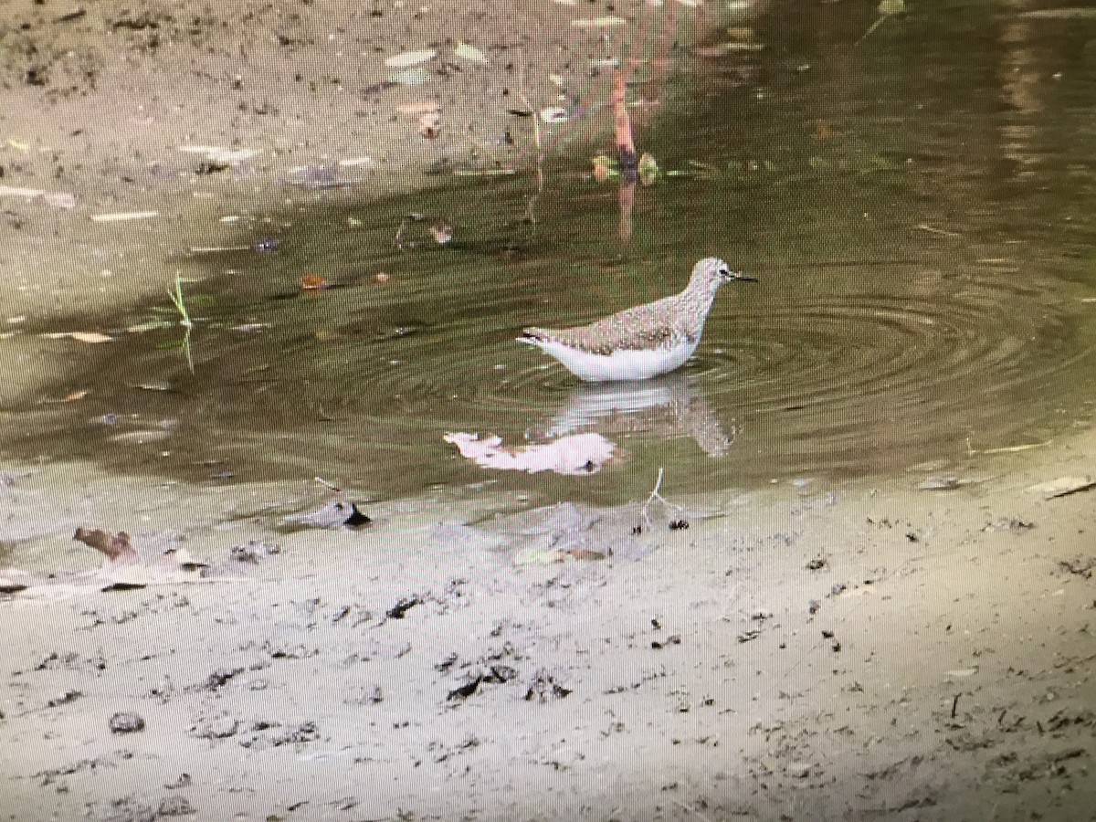 Green Sandpiper - Snehes Bhoumik