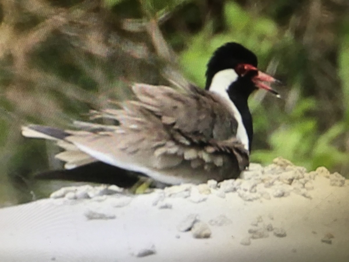 Red-wattled Lapwing - ML152013791