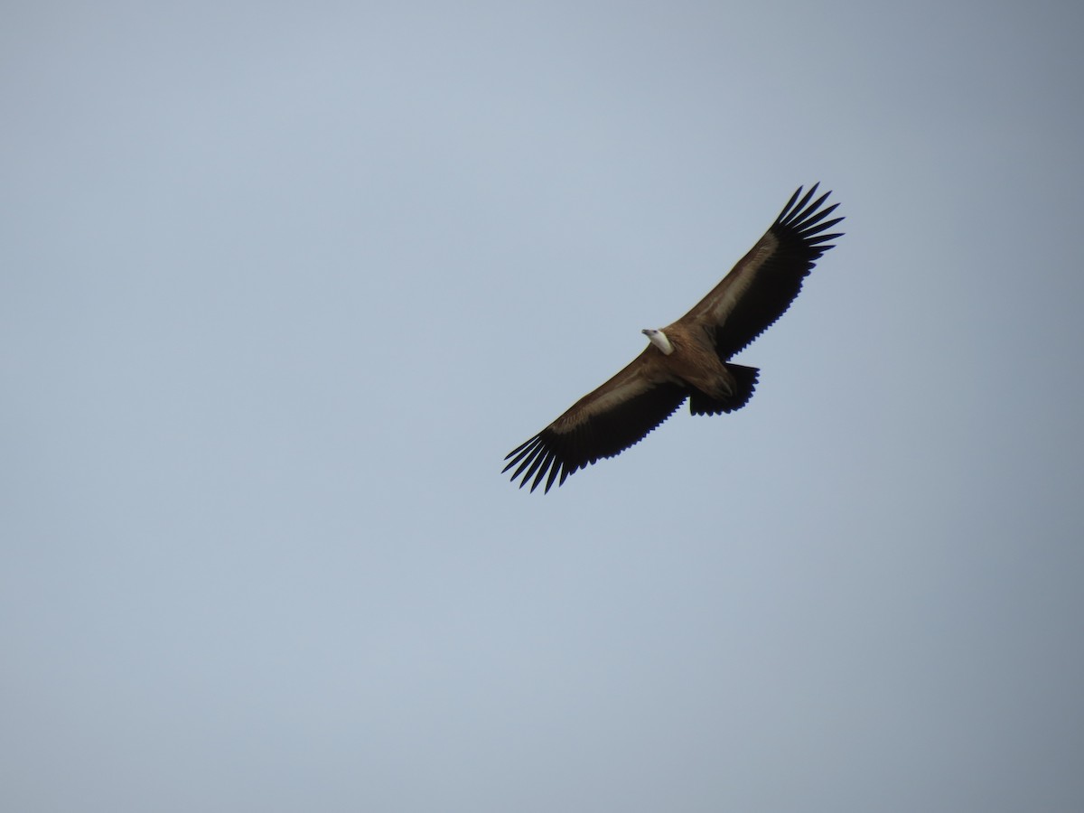 Eurasian Griffon - ML152013811