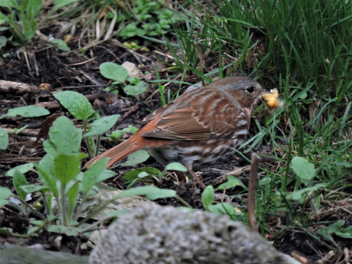 Fox Sparrow - ML152014031