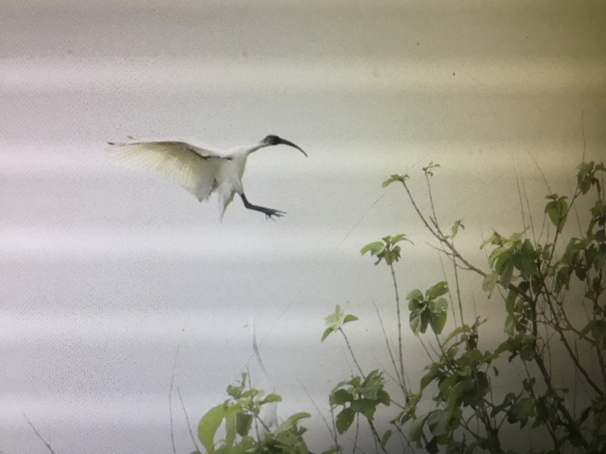 Black-headed Ibis - Snehes Bhoumik